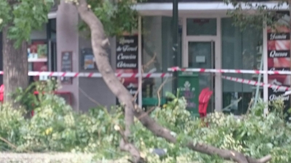 Una nueva rama cae en las calles de Zaragoza