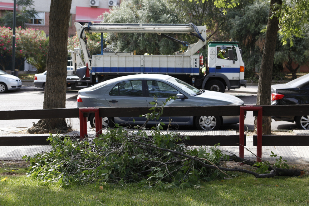 Cerca del parque de la Paz, otra rama de grandes dimensiones ha caído sobre un coche causándole diversos daños.