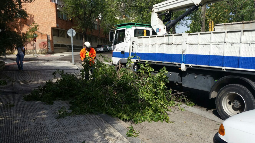 Cerca del parque de la Paz, otra rama de grandes dimensiones ha caído sobre un coche causándole diversos daños.