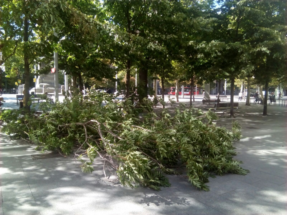 Una nueva rama vuelve a caer en Zaragoza