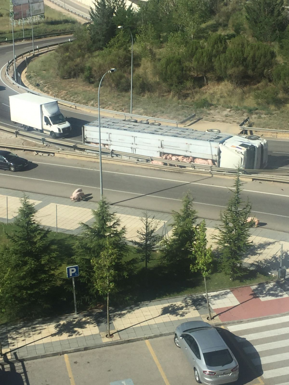 Varios animales sueltos en la SO-20 tras el vuelco de un camión con cerdos en Soria