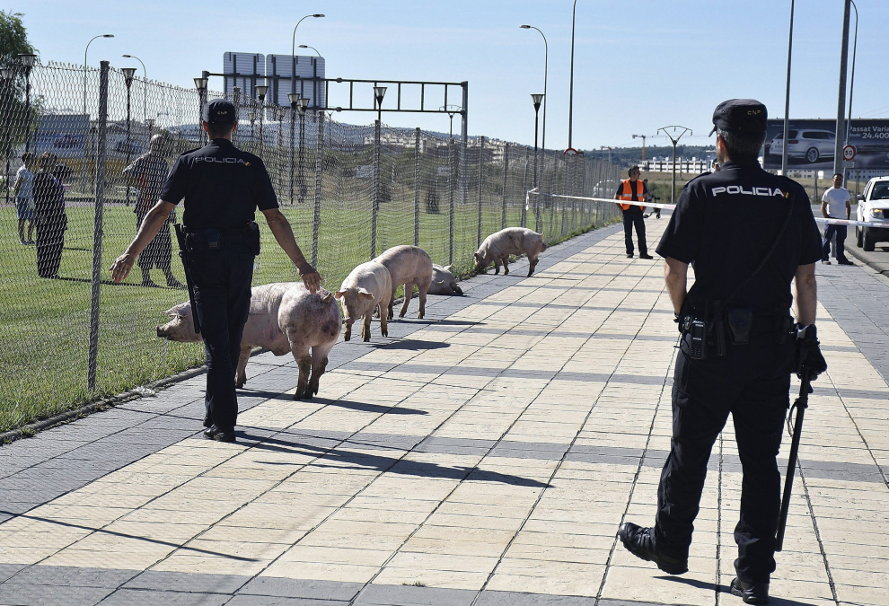 Varios animales sueltos en la SO-20 tras el vuelco de un camión con cerdos en Soria
