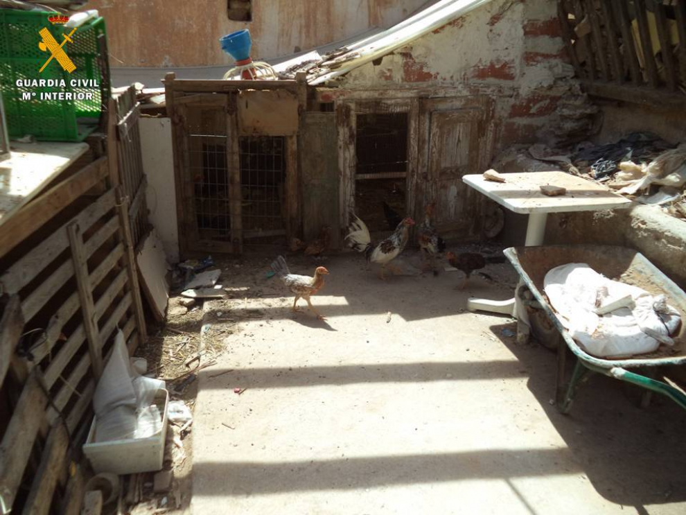 Gallos utilizados para peleas, en el interior de la finca de Pedrola.