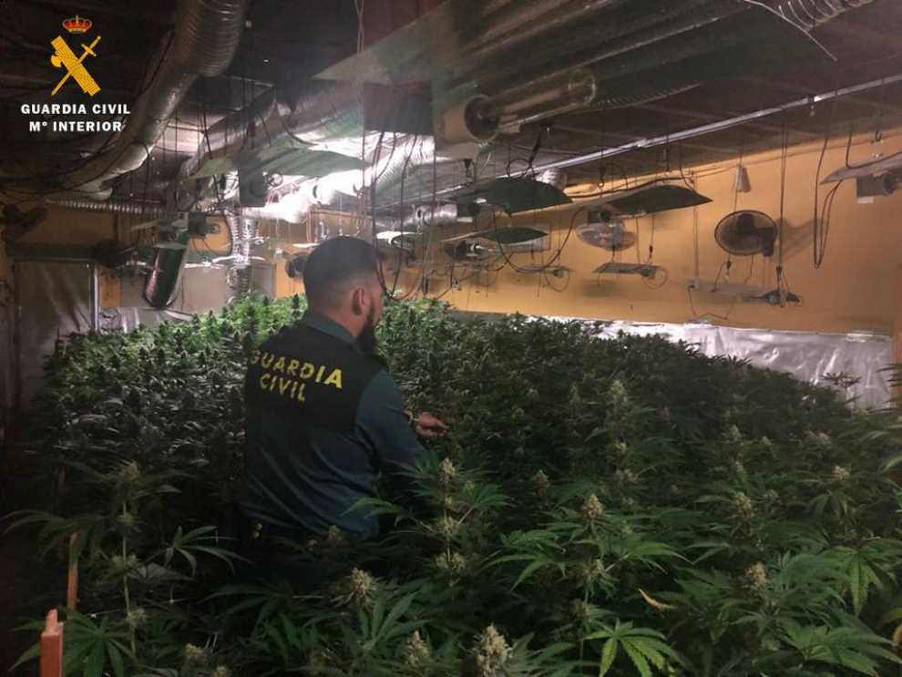 Halladas más de 1.600 plantas de marihuana en el interior de una vivienda de Garrapinillos