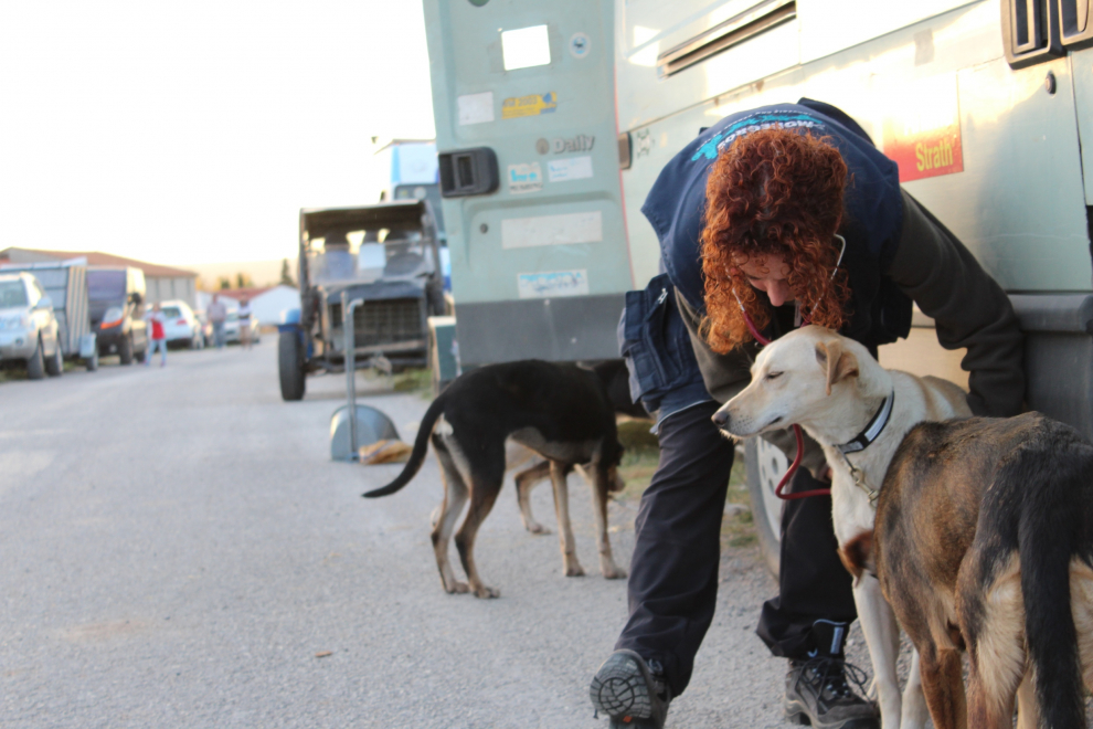 Arranca la XXVII Travesía con Perros de Tiro en el Moncayo