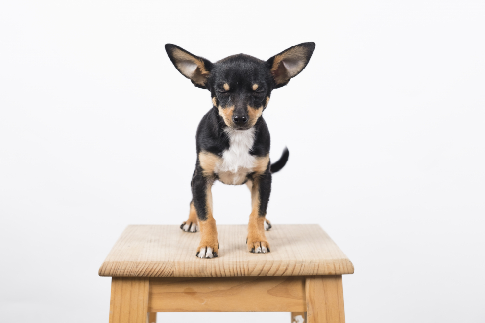 La fotografía de mascotas triunfa en Zaragoza.
