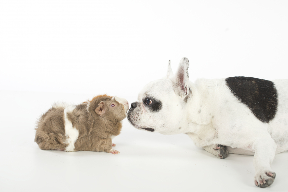 mascotastudio_fotografia (13)