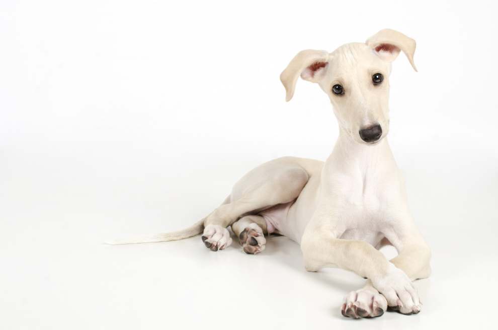 mascotastudio_fotografia (20)