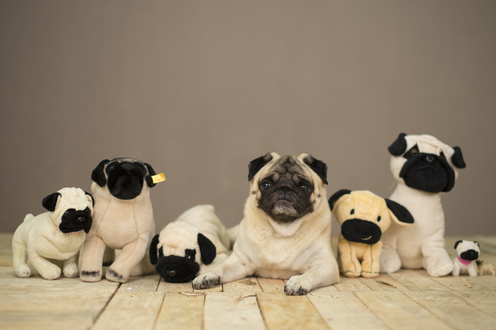 mascotastudio_fotografia (51)