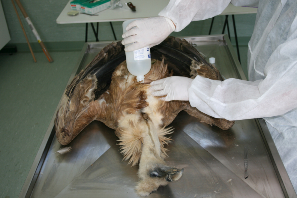 A todos los animales que ingresan ya fallecidos (en este caso, un buitre leonado) se les hace un análisis forense para intentar saber la causa y las circunstancias de la muerte.