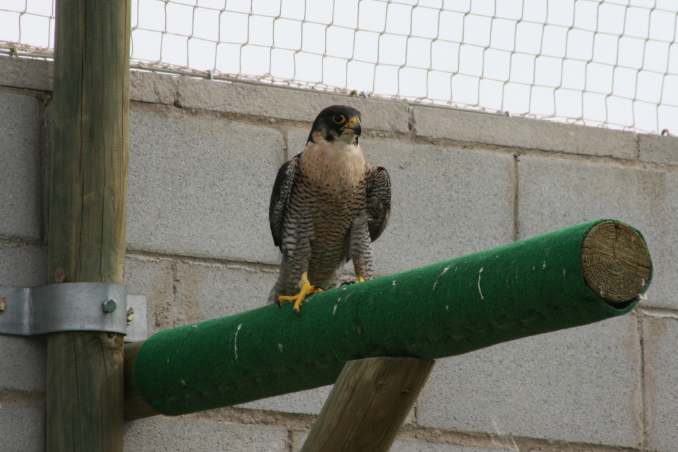 Antes de ser liberados, los animales ya recuperados (como este halcón peregrino) pasan un tiempo en jaulones de prepración.