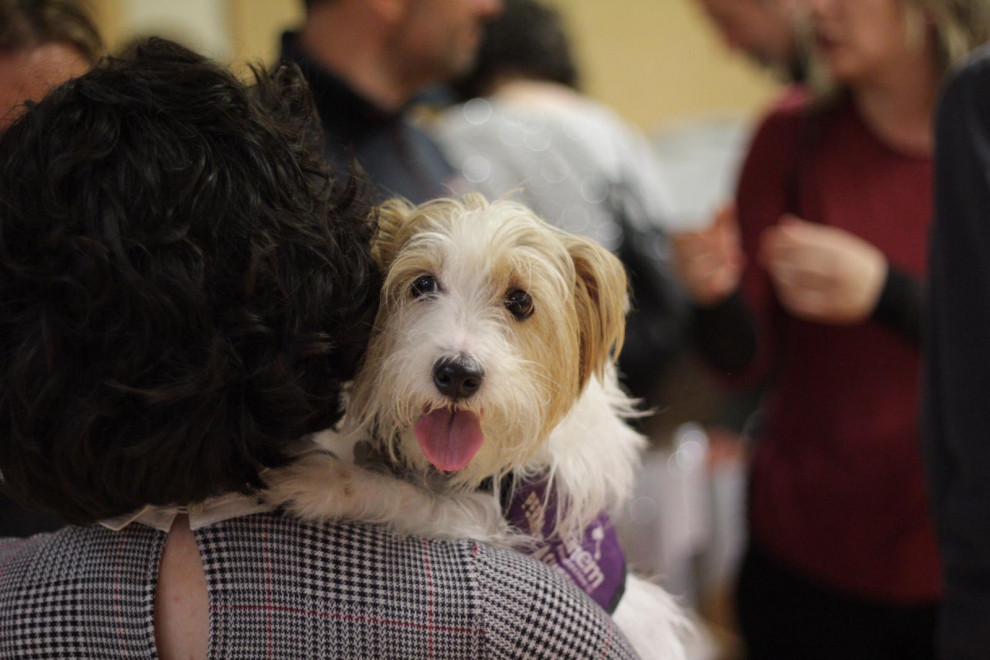 Perros de alerta médica contra la diabetes y la epilepsia buscan familias de acogida.