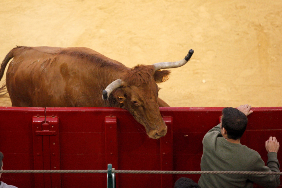 Primer día de vaquillas en las fiestas del Pilar 2019