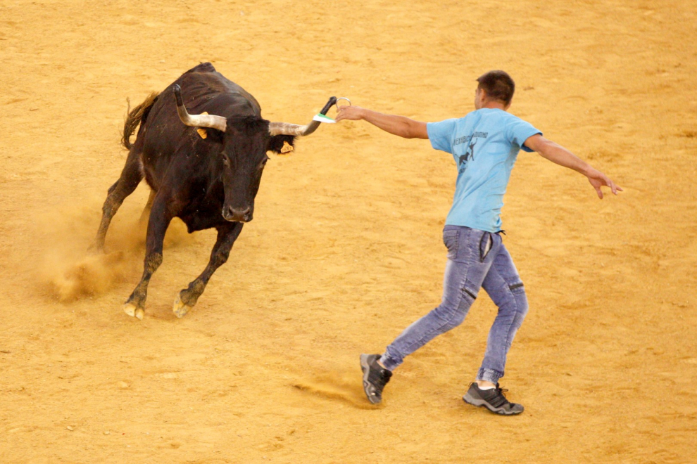 Primer día de vaquillas en las fiestas del Pilar 2019