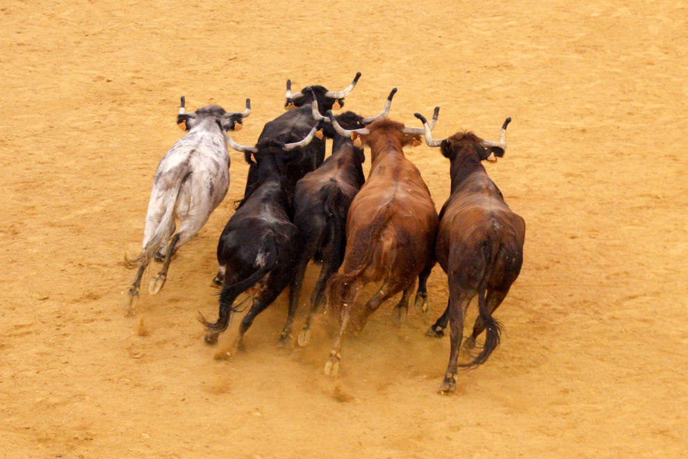 Primer día de vaquillas en las fiestas del Pilar 2019