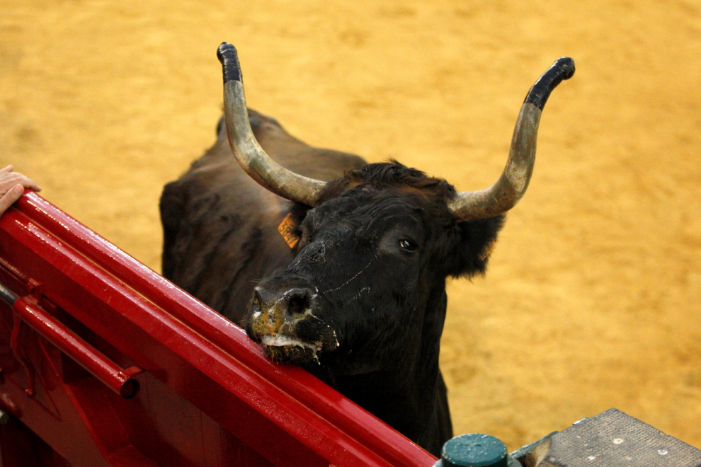 Primer día de vaquillas en las fiestas del Pilar 2019