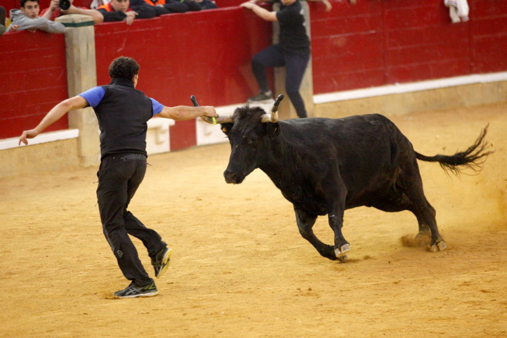Primer día de vaquillas en las fiestas del Pilar 2019