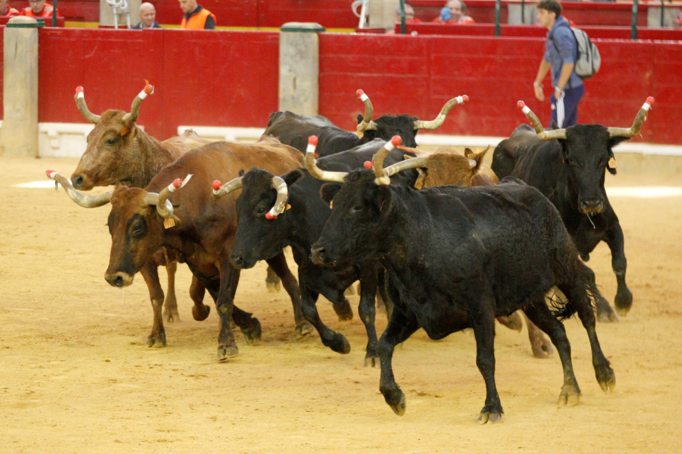Vaquillas en las Fiesta del Pilar. Lunes 7