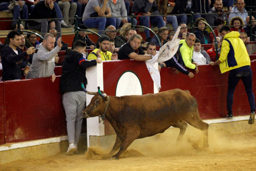 Ganaderías de la tierra para la 4ª jornada de vaquillas de las fiestas del Pilar.