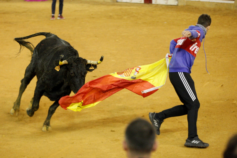 Ganaderías de la tierra para la 4ª jornada de vaquillas de las fiestas del Pilar.