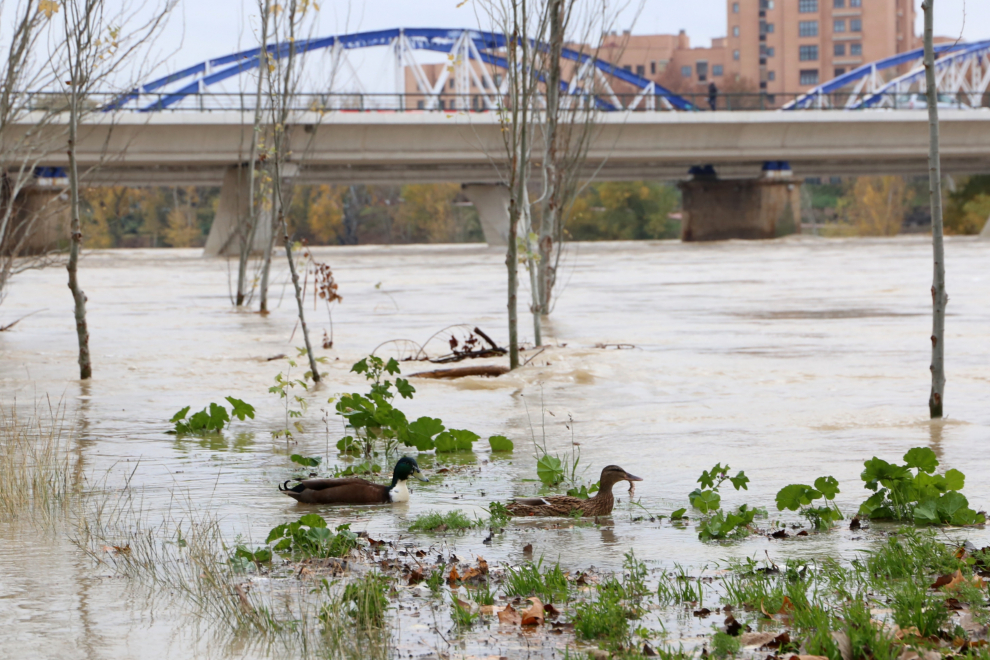 El Ebro anega las riberas de la capital