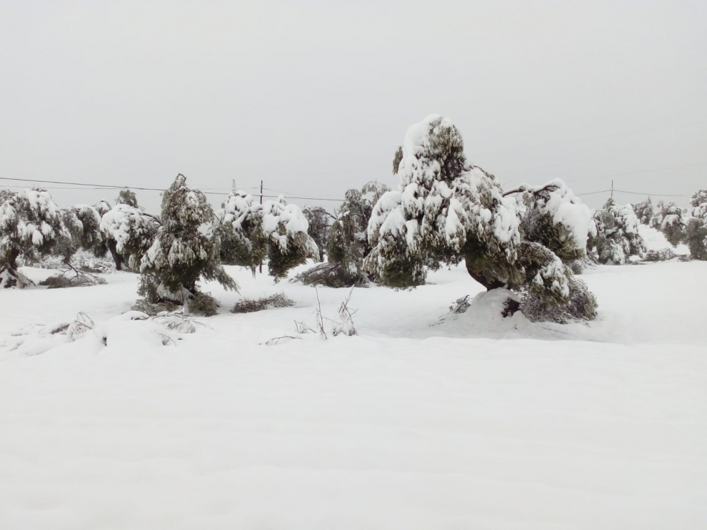 La acumulación de nieve parte las ramas de los olivos por el peso en La Fresneda.