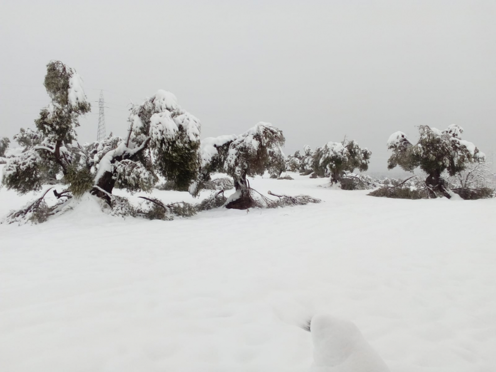 La acumulación de nieve parte las ramas de los olivos por el peso en La Fresneda.