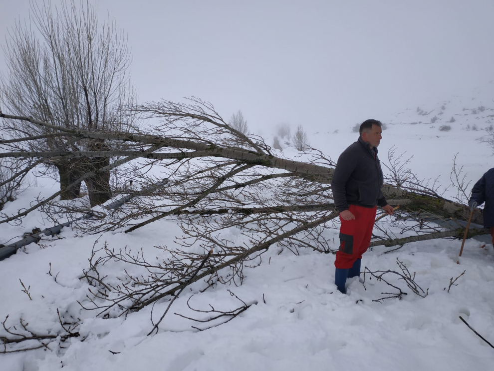 Los vecinos de Fuenferrada han tenido que cortar y retirar un árbol caído sobre la carretera para que pudiera llegar la máquina quitanieves