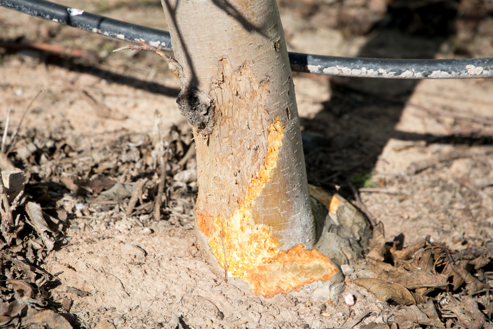 En Épila, el Ayuntamiento, los cazadores y los agricultores se han puesto de acuerdo para combatir la plaga de conejos.