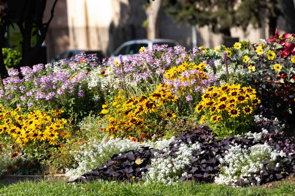 Más de 12.000 nuevas plantas con flor embellecen ya Zaragoza