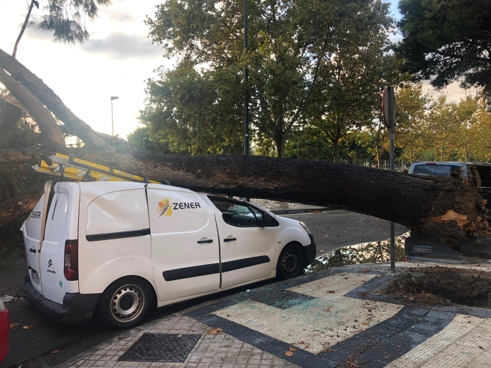 Árbol caído en la calle Palencia de Zaragoza después de la tromba de agua registrada