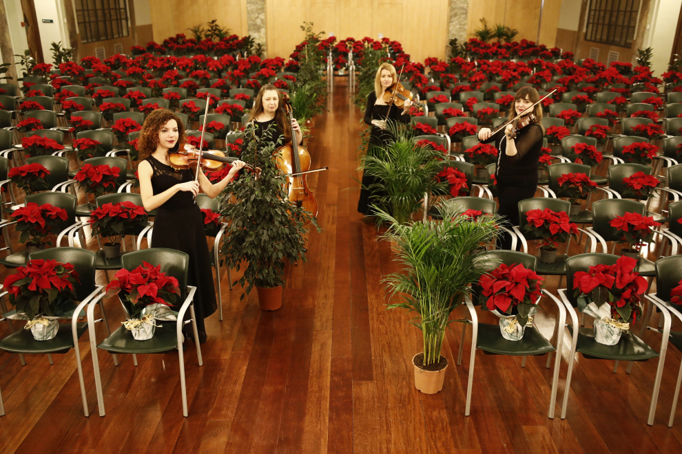 Concierto solidario del cuarteto de la Orquesta del Reino de Aragón para cientos de plantas