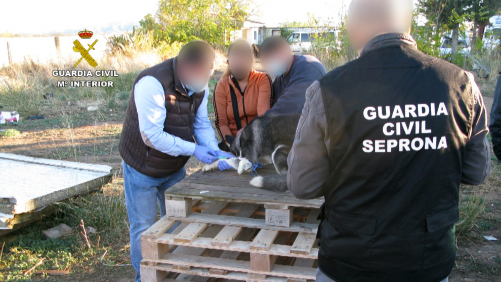 Perros rescatados por la Guardia Civil en el criadero ilegal de huskys siberanos en Figueruelas.