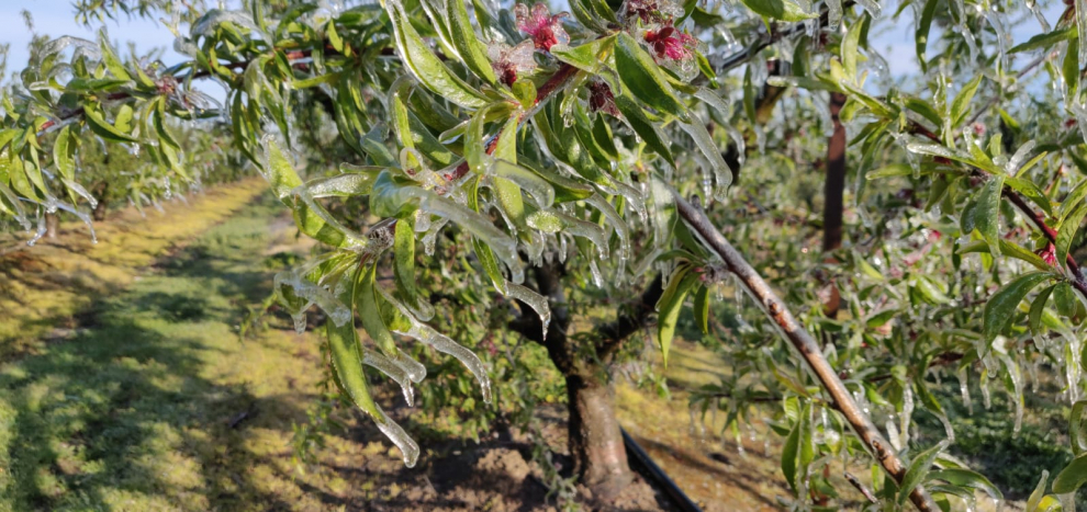 Los agricultores del Bajo Cinca llevan varios días poniendo marcha sus sistemas antiheladas para evitar daños en sus frutales.