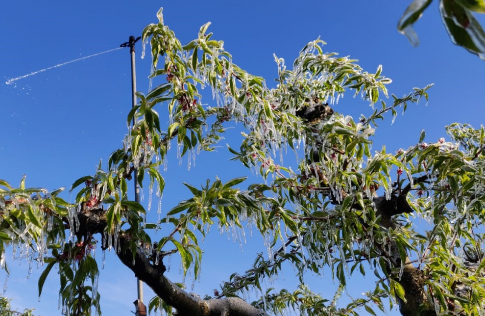 Los agricultores del Bajo Cinca llevan varios días poniendo marcha sus sistemas antiheladas para evitar daños en sus frutales.