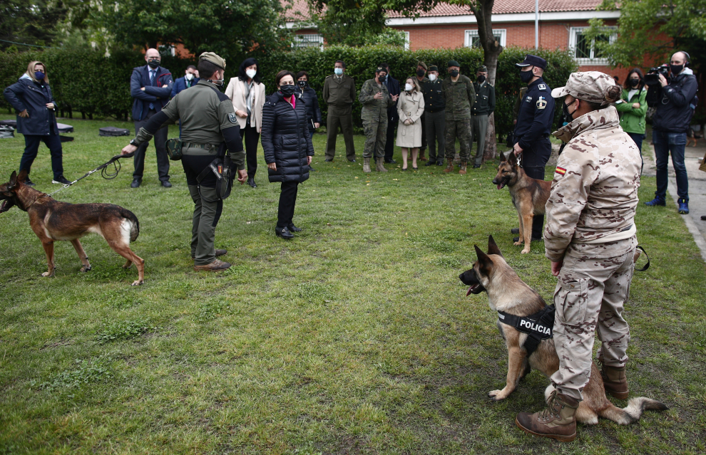 Entrenamiento canino para detectar explosivos, drogas o a personas.