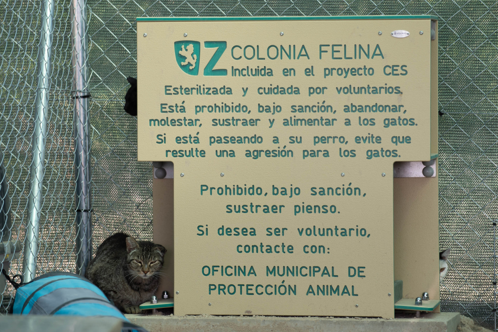 Traslado de gatos a las colonias felinas de El Guano, en Zaragoza