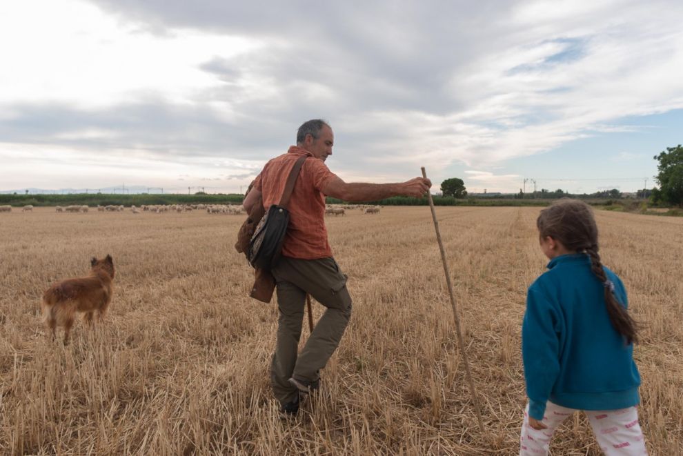 Roberto Lorente y su hija, con sus ovejas en un campo junto al río Alagón