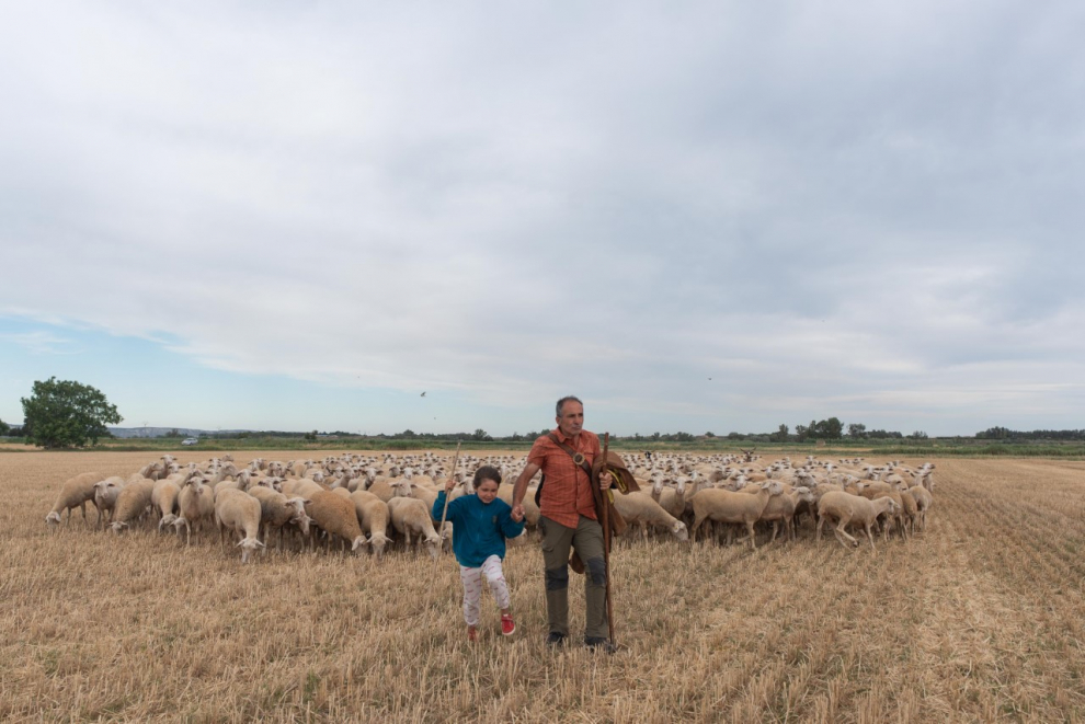 Roberto Lorente y su hija, con sus ovejas en un campo junto al río Alagón