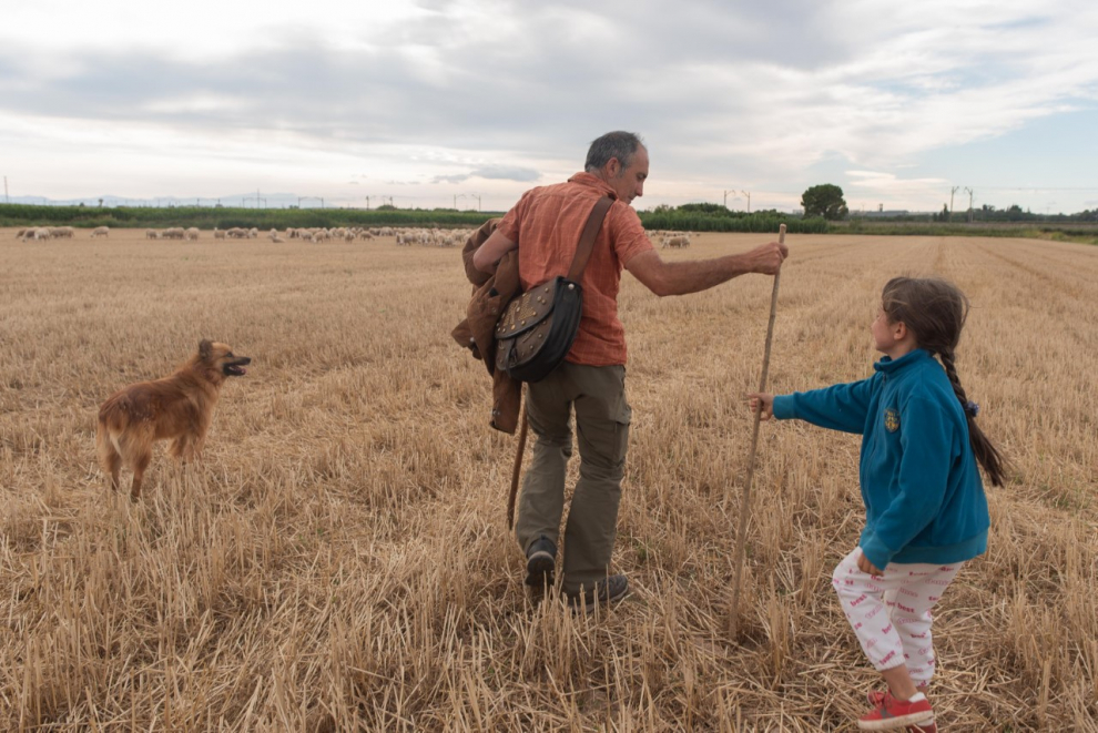 Roberto Lorente y su hija, con sus ovejas en un campo junto al río Alagón