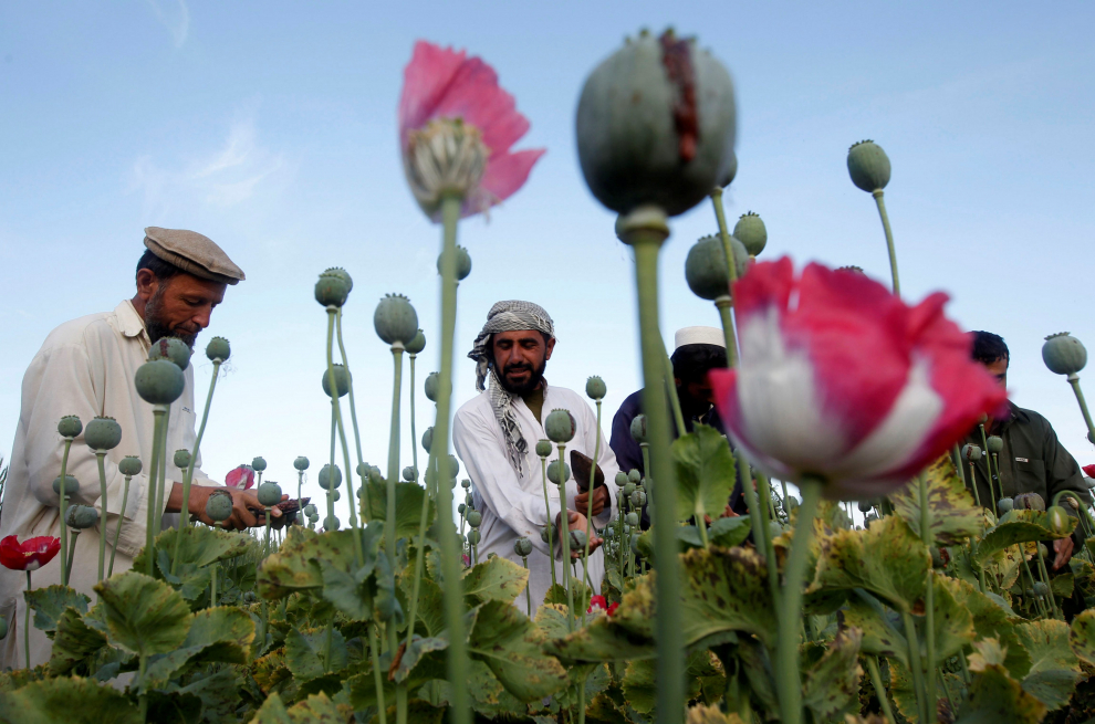 Año 2012. Una plantación de opio, una de las principales vías de entrada de dinero de los talibanes.