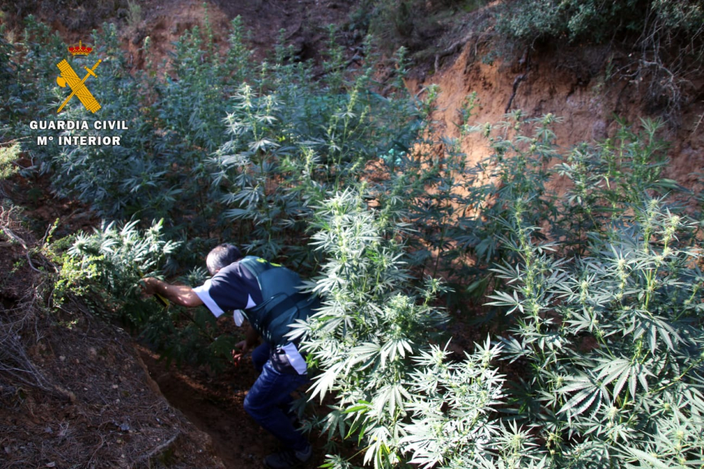 Desmantelada en Mequinenza una plantación de marihuana