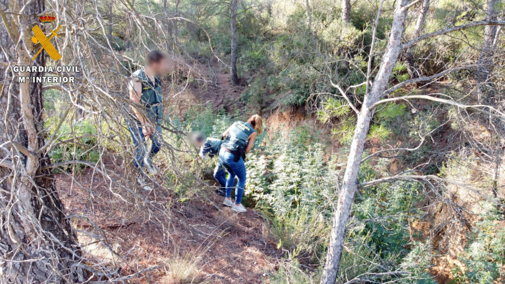 Desmantelada en Mequinenza una plantación de marihuana