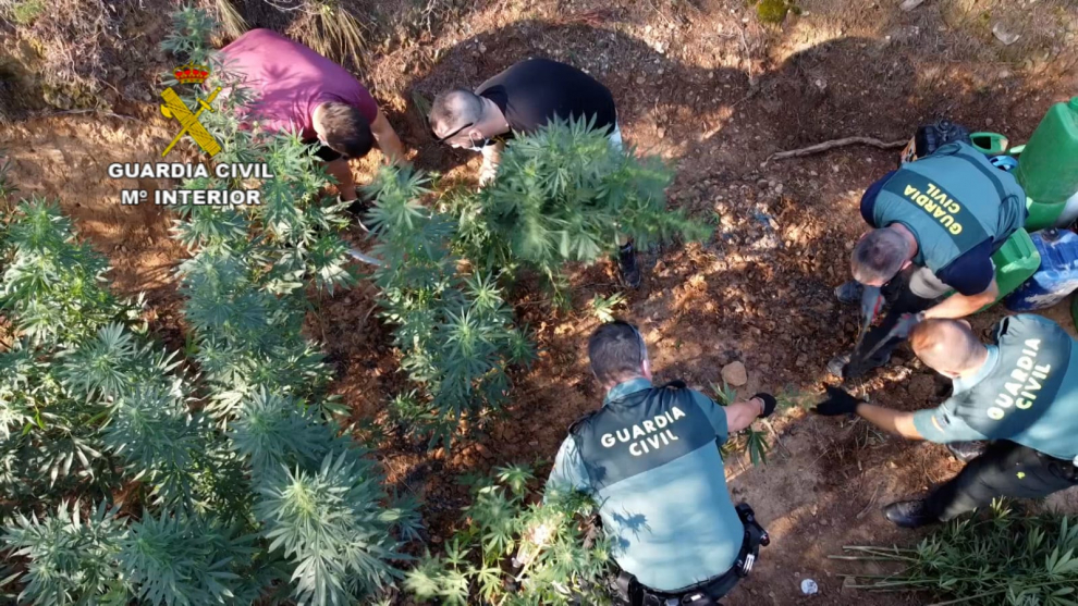 Desmantelada en Mequinenza una plantación de marihuana