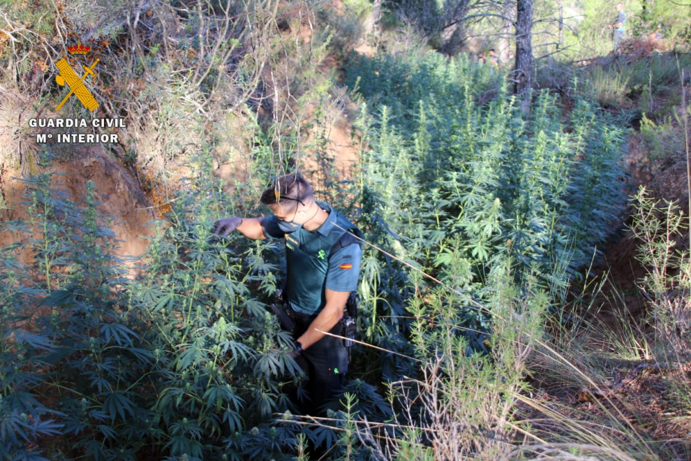 Desmantelada en Mequinenza una plantación de marihuana