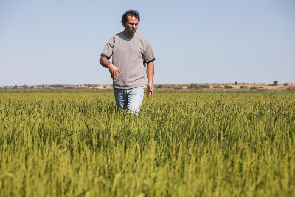 Rubén Blasco, agricultor de Valareña, en sus campos de arroz de la variedad Lido