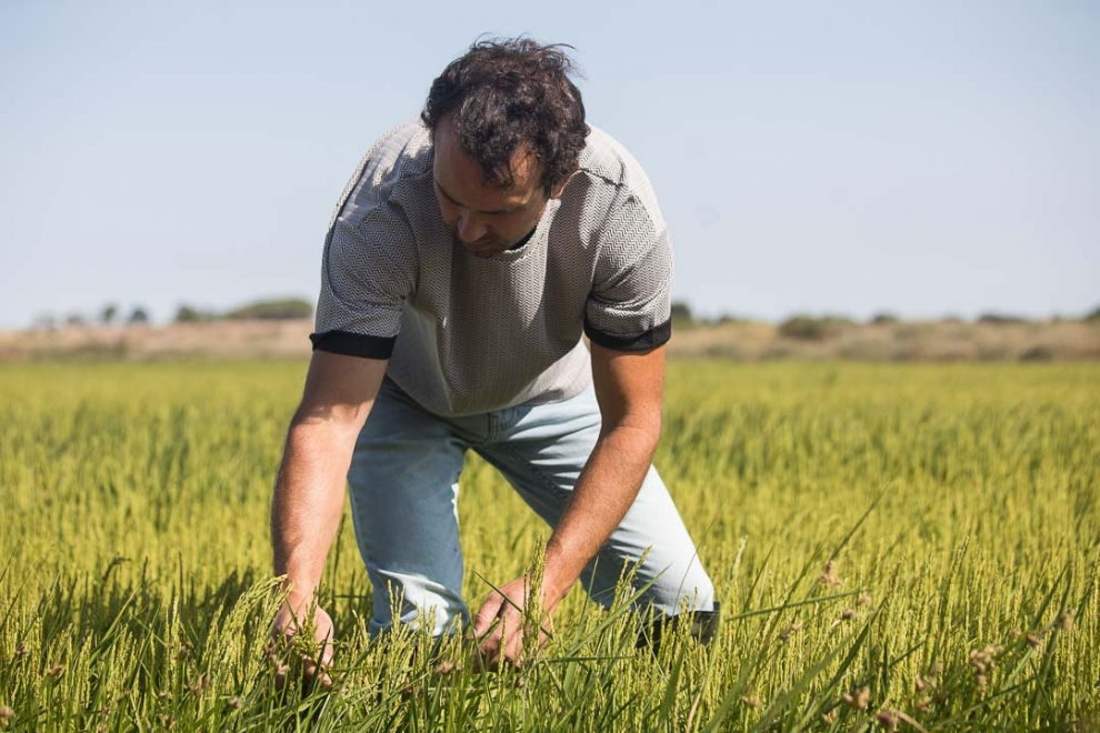 Rubén Blasco, agricultor de Valareña, en sus campos de arroz de la variedad Lido