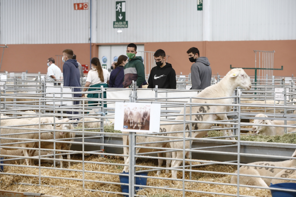Arranca en Zaragoza Figan 2021, la Feria Internacional para la Producción Animal