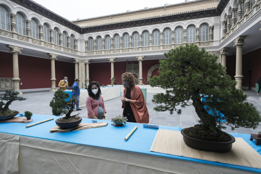 El Museo de Zaragoza acoge una exposición sobre bonsáis