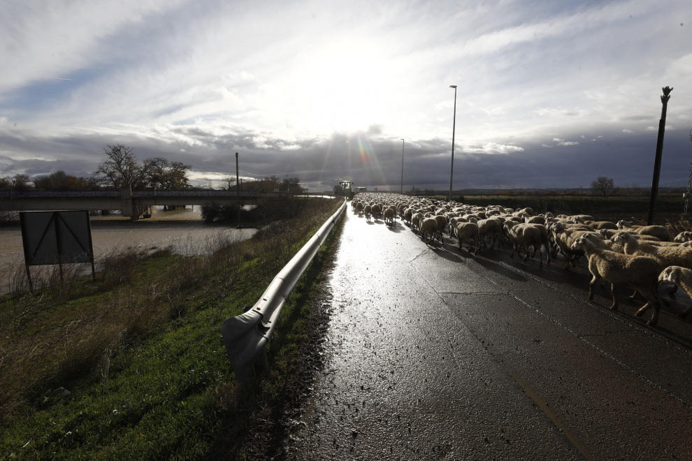 La punta de la crecida se prevé que llegué a Zaragoza este sábado, pero el Ebro ya muestra su fuerza en algunos puntos como en Novillas.